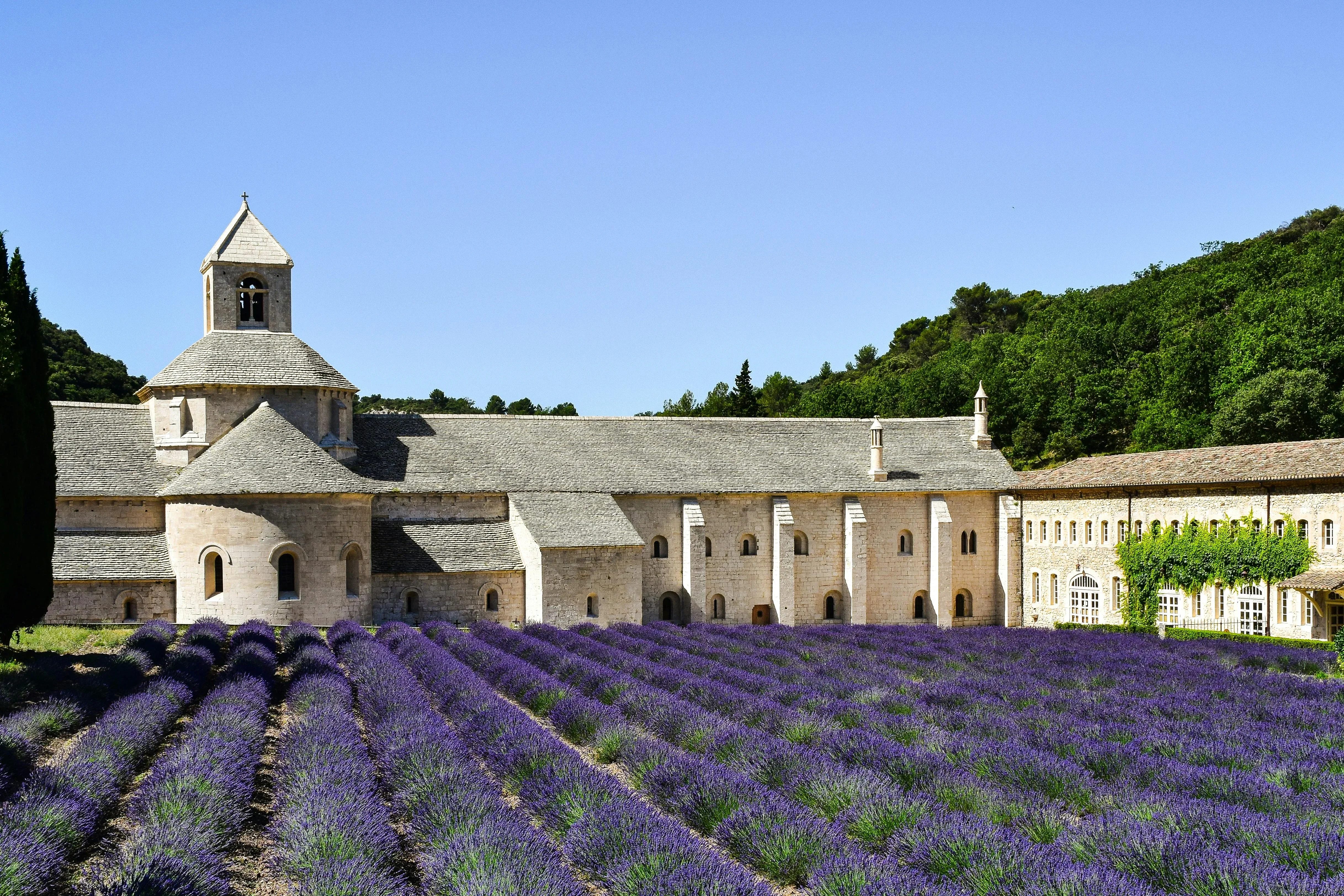 Champs de lavande et Abbaye de Sénanque